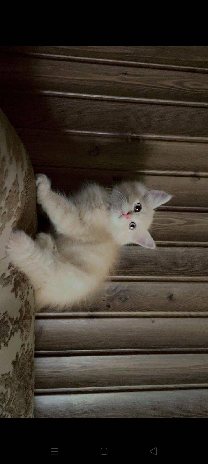 Persian Kitten 0