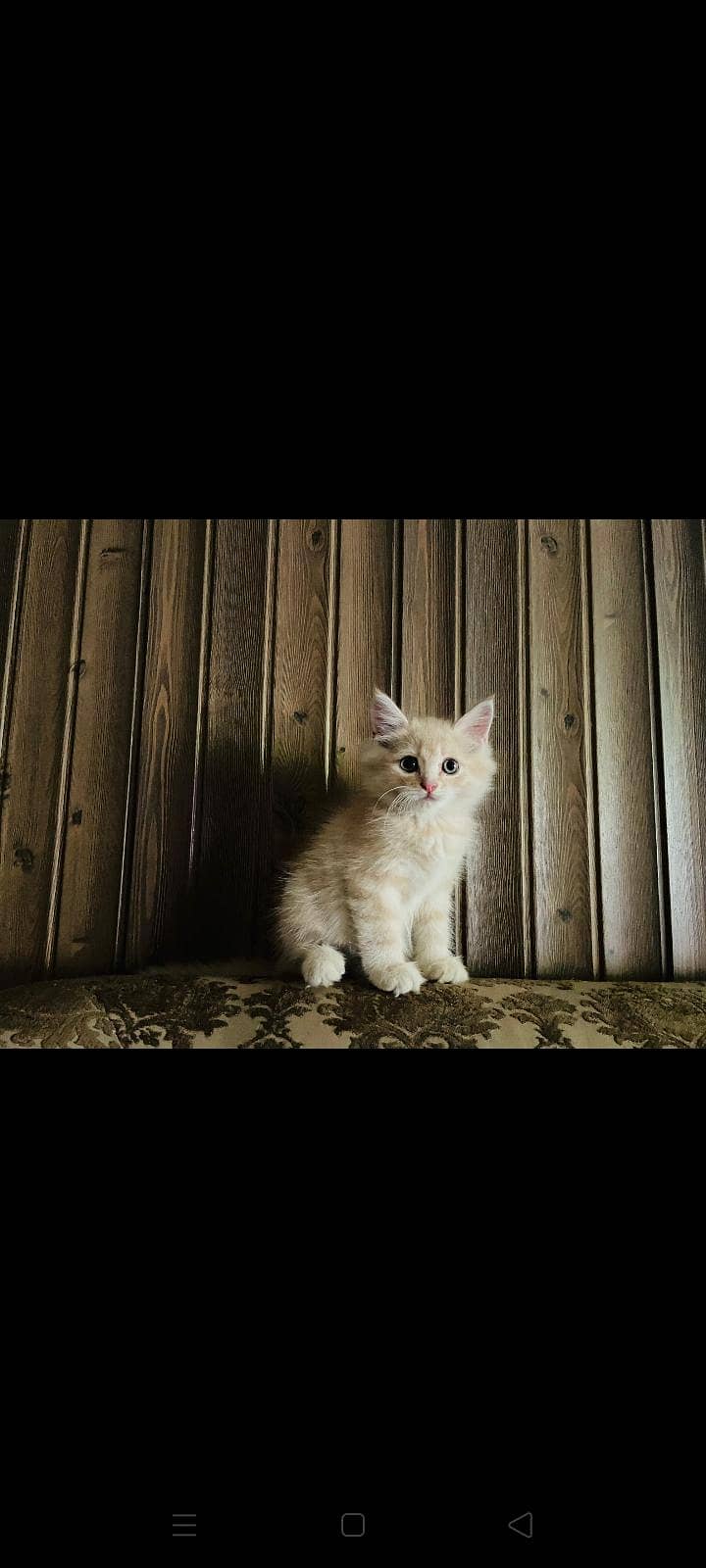 Persian Kitten 1