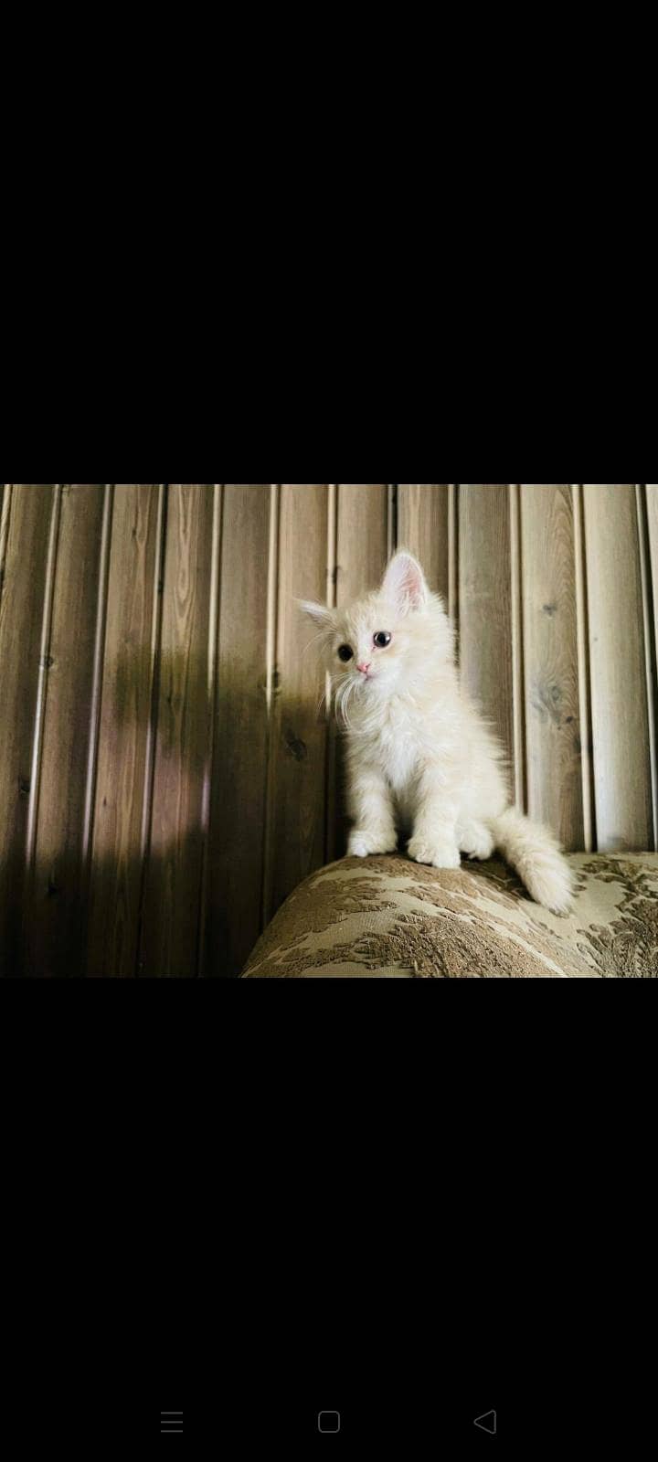 Persian Kitten 2