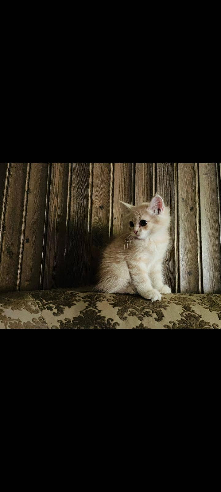 Persian Kitten 3