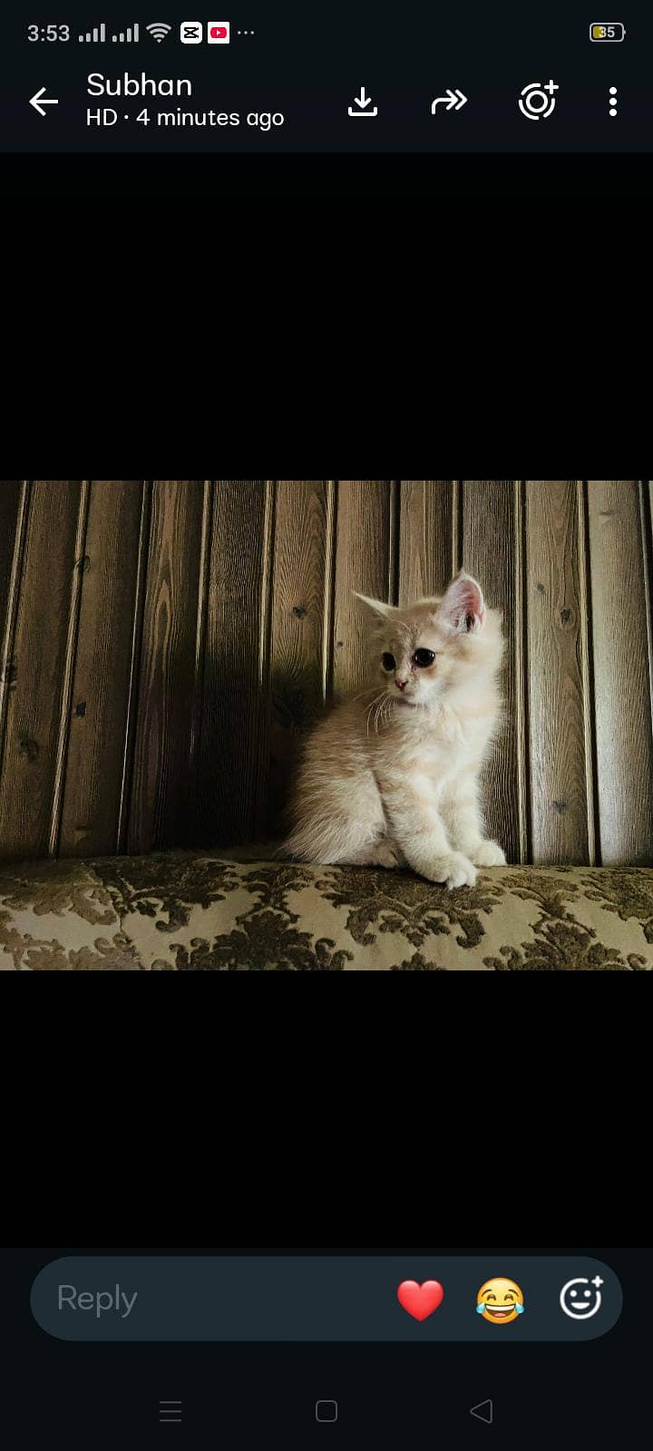 Persian Kitten 4