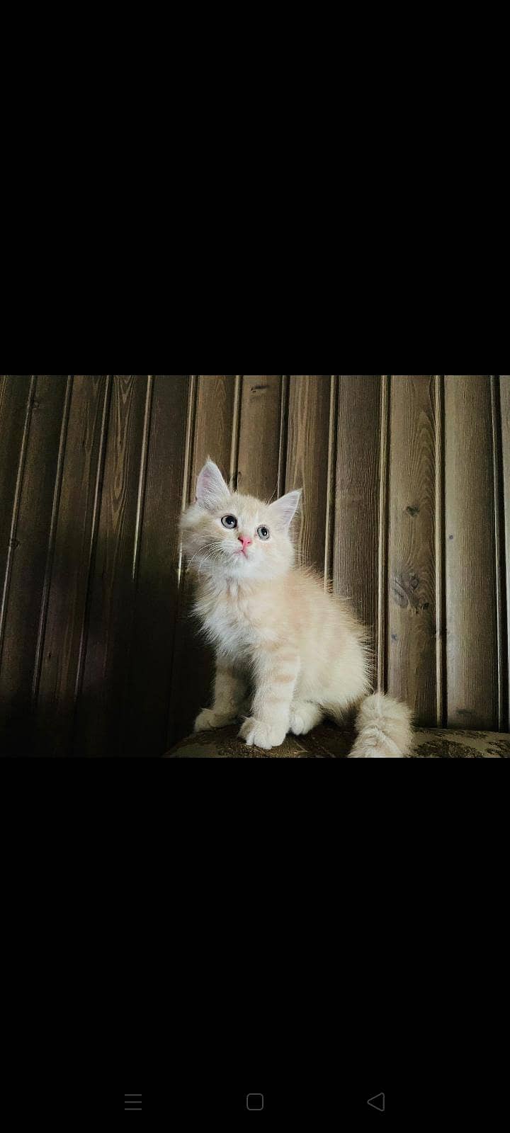 Persian Kitten 5