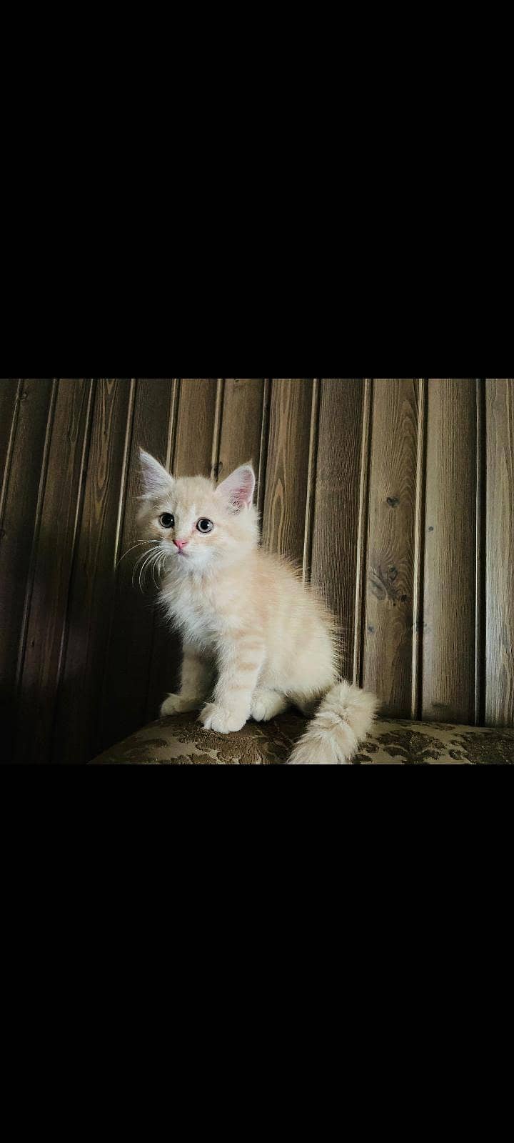 Persian Kitten 6