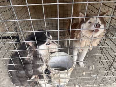 Siberian Husky Pair for Sale