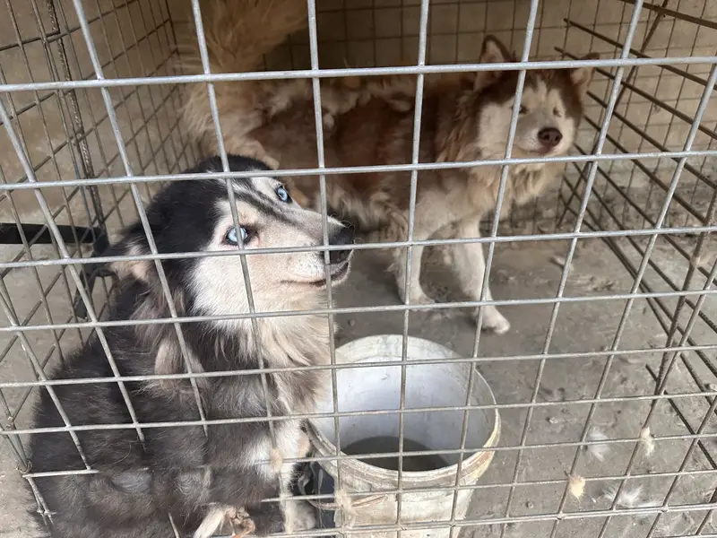 Siberian Husky Pair for Sale — photo 2