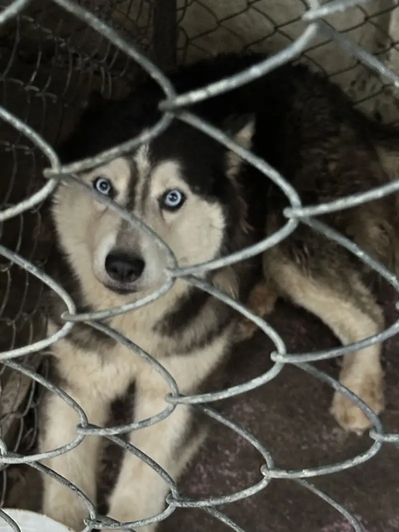 Siberian Husky Pair for Sale — photo 3