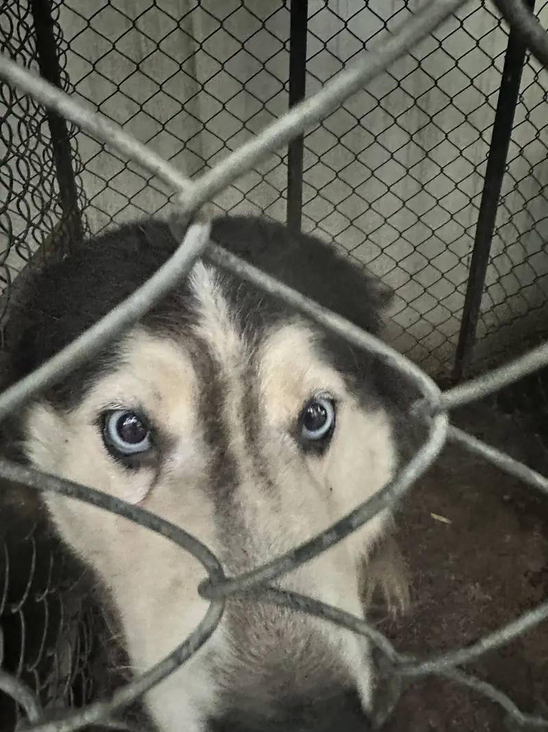 Siberian Husky Pair for Sale — photo 4