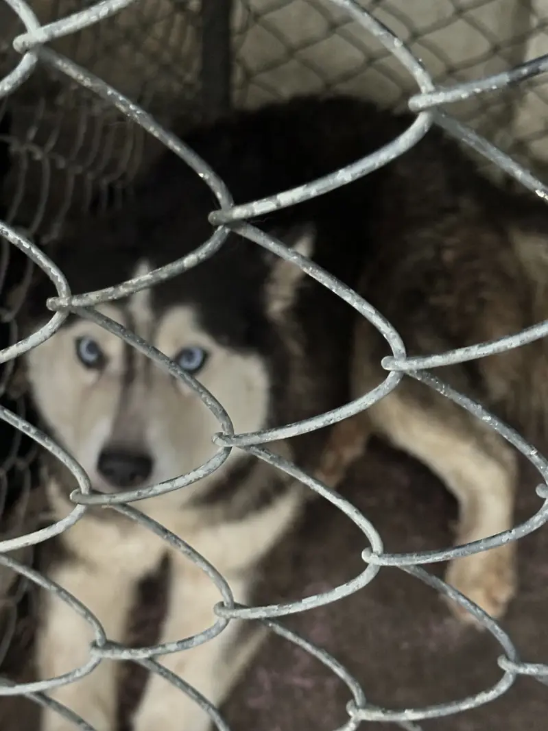 Siberian Husky Pair for Sale — photo 5