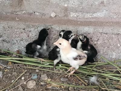 5 Aseel Chicks