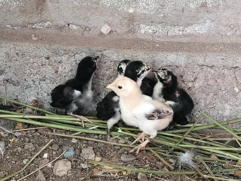 5 Aseel Chicks 0