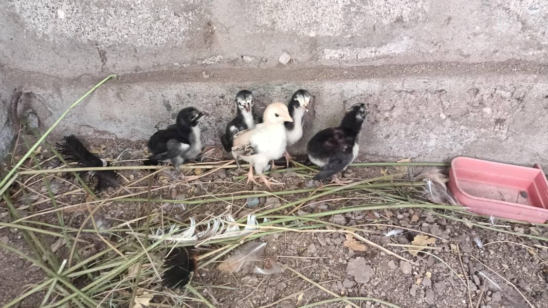 5 Aseel Chicks 1