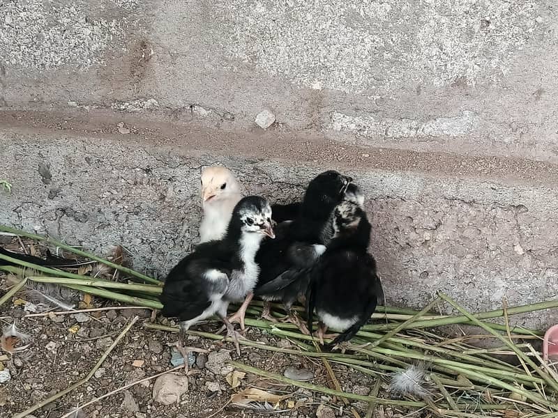 5 Aseel Chicks 2