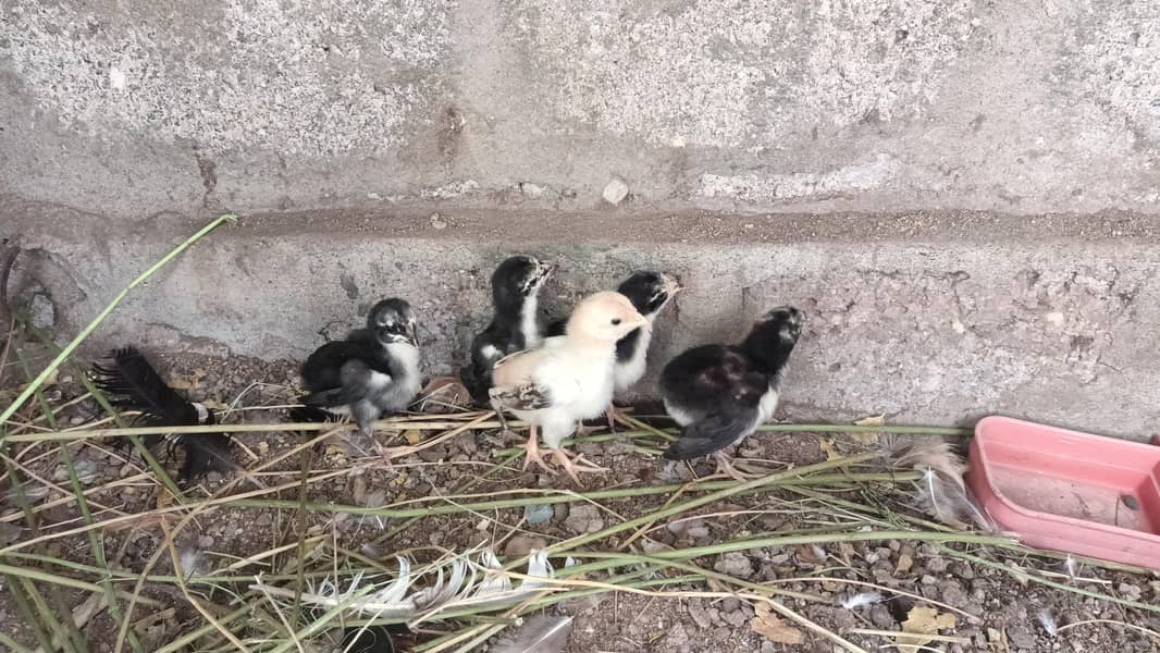 5 Aseel Chicks 3