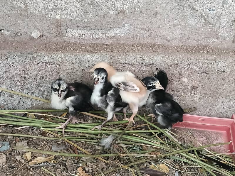 5 Aseel Chicks 4