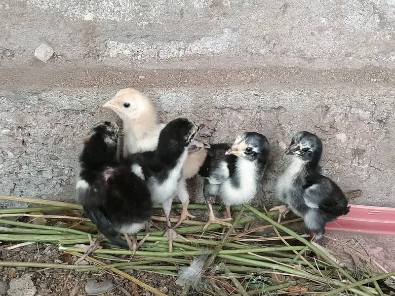 5 Aseel Chicks 5