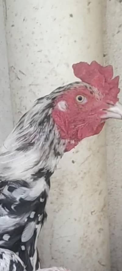 mix birds for sale