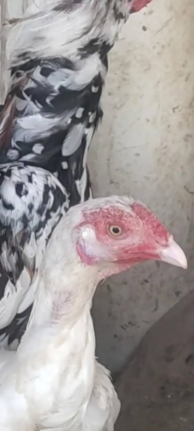 mix birds for sale — photo 2