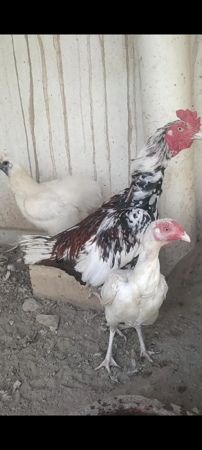 mix birds for sale — photo 3
