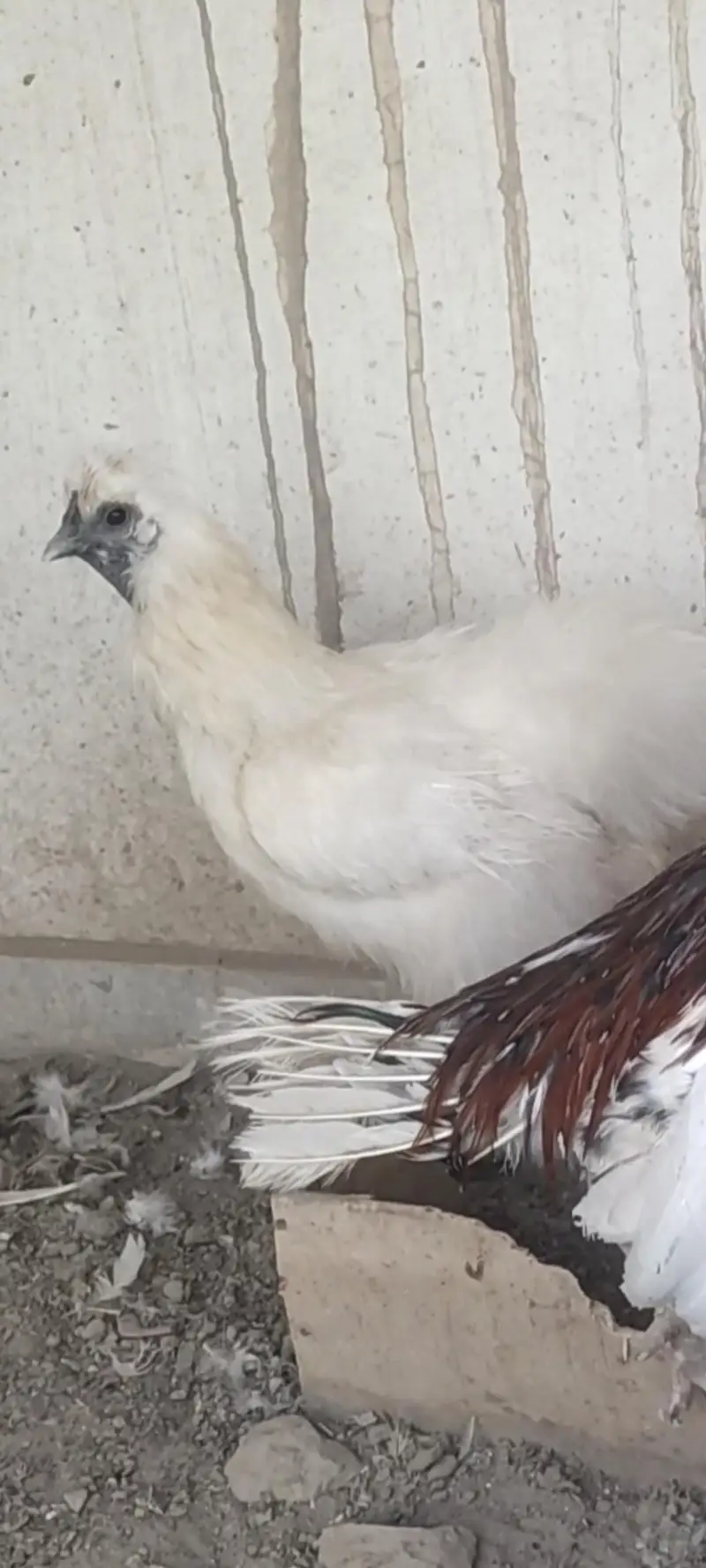 mix birds for sale — photo 4