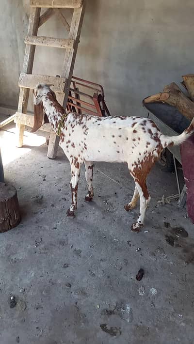 beautiful goat fr sale