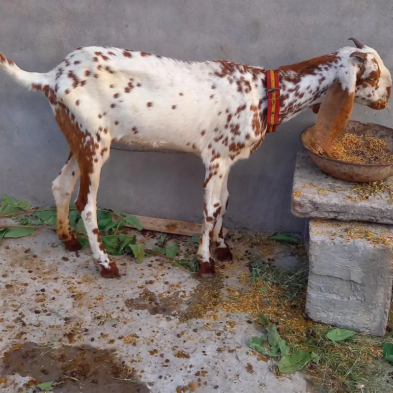 beautiful goat — photo 3