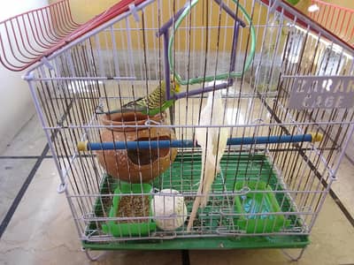 budgies with cage
