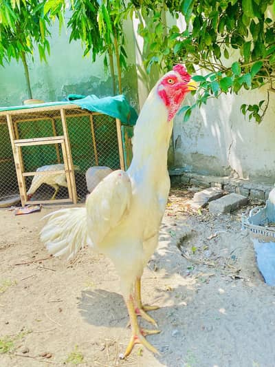 White o shamo German import