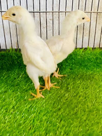 Shamo white O German import