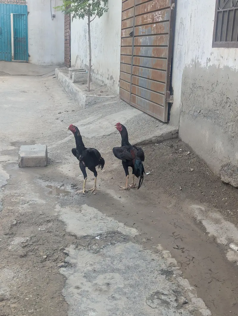 shamoo cros pathay — photo 4