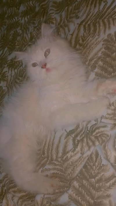 cat for sale