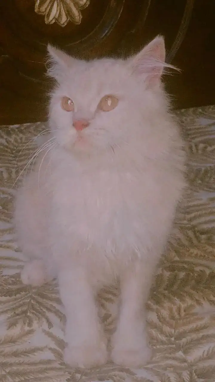 cat for sale — photo 2