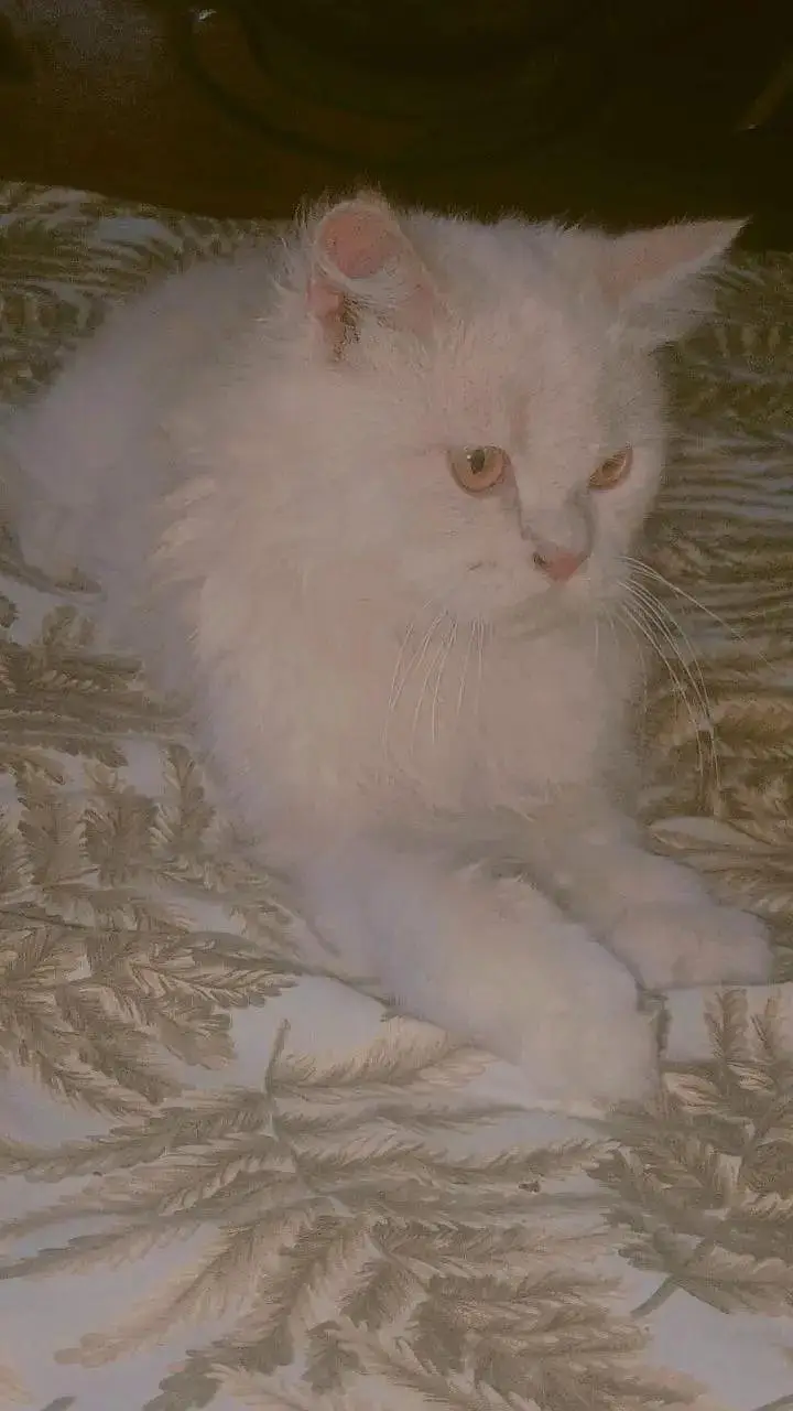 cat for sale — photo 3