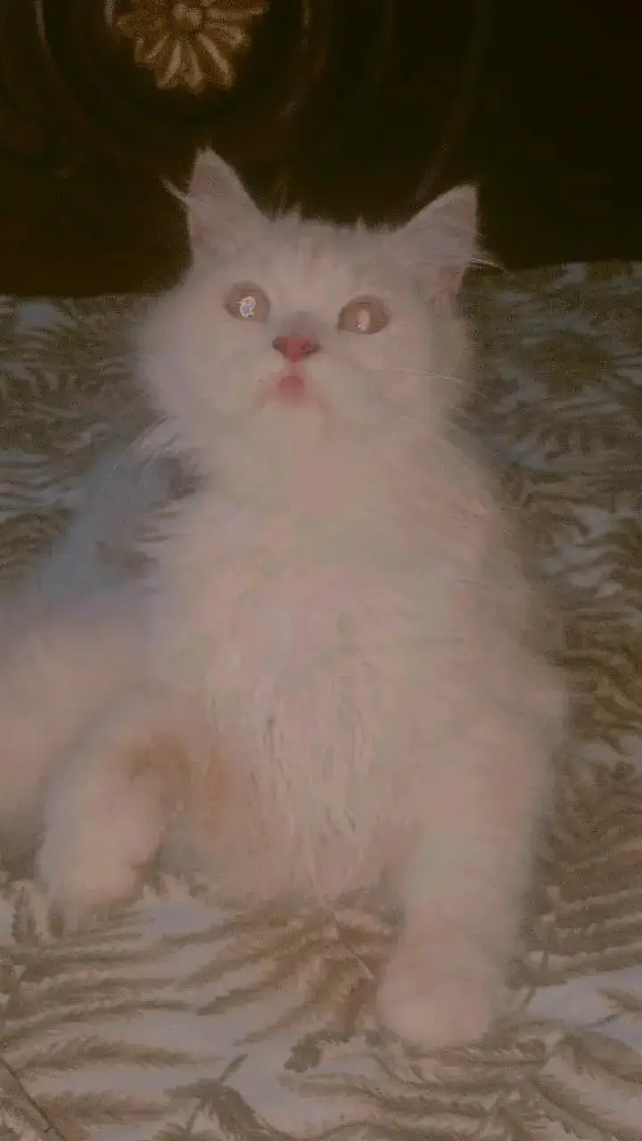 cat for sale — photo 4