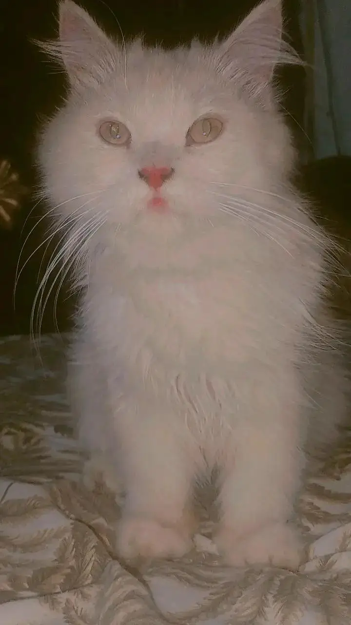 cat for sale — photo 5