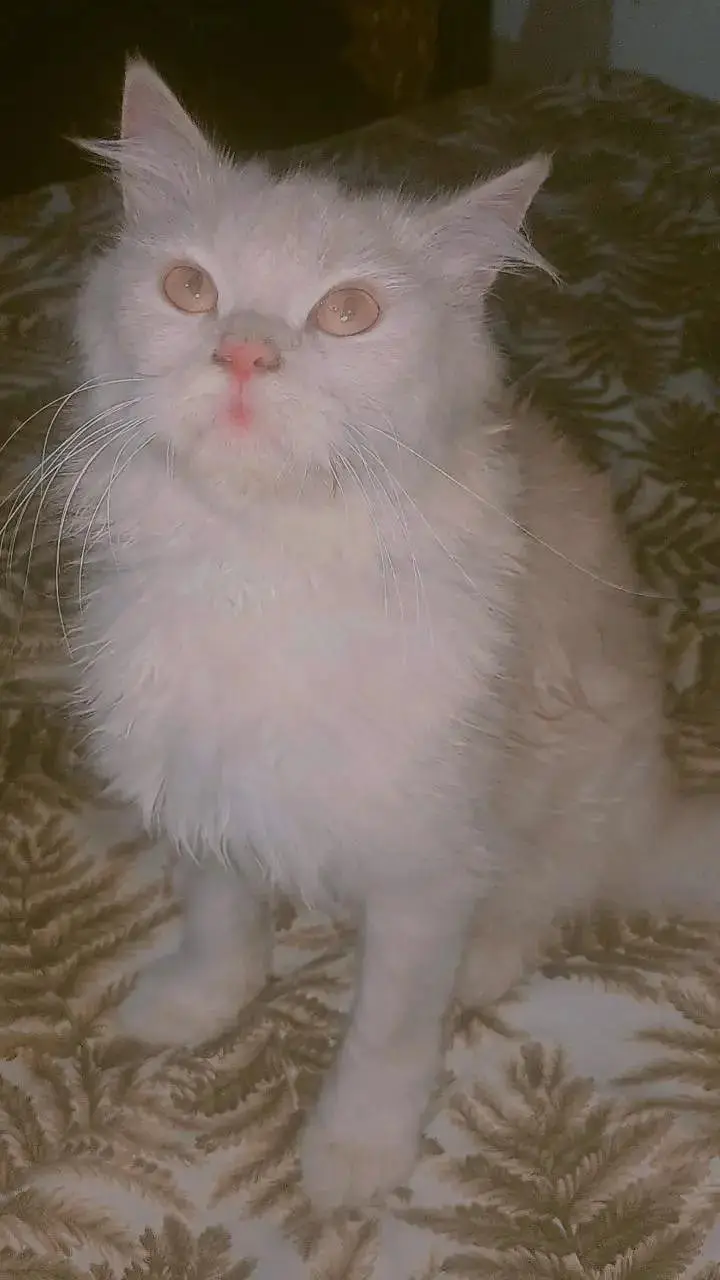 cat for sale — photo 6