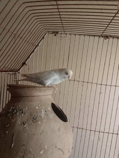Budgie Male And Diamond Dove Male