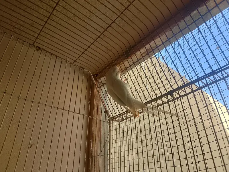 Budgie Male And Diamond Dove Male — photo 2