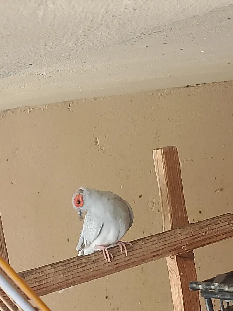 Budgie Male And Diamond Dove Male — photo 3