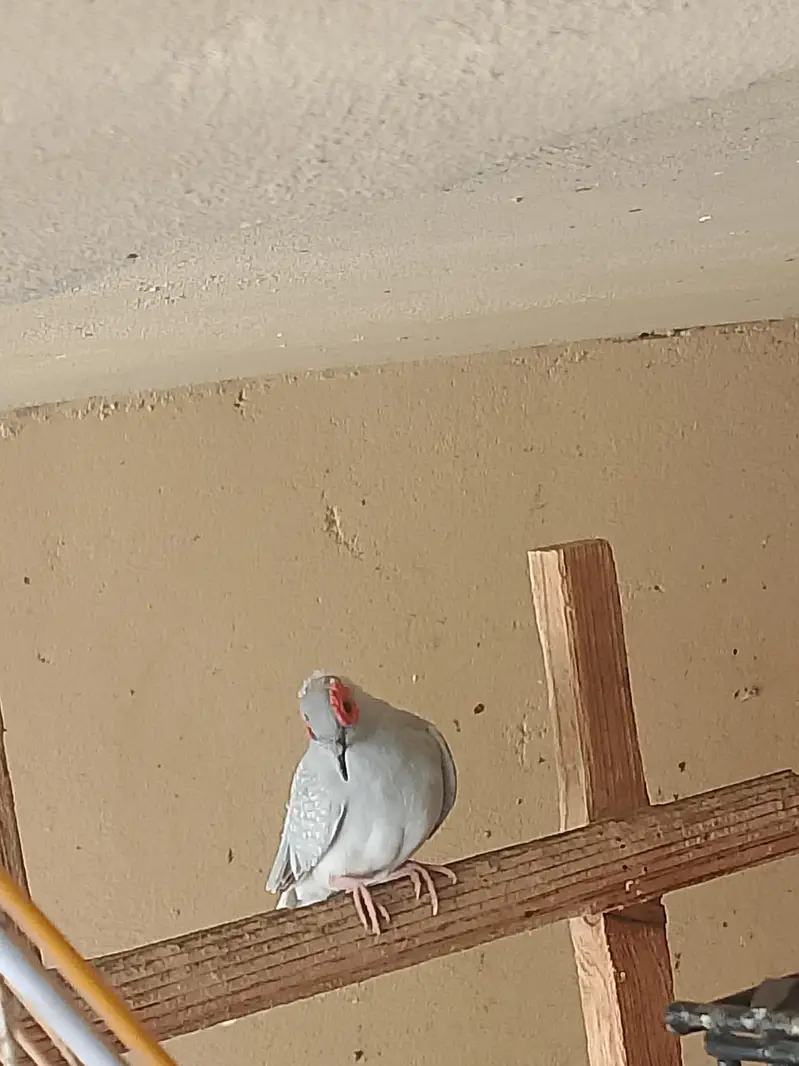 Budgie Male And Diamond Dove Male — photo 4