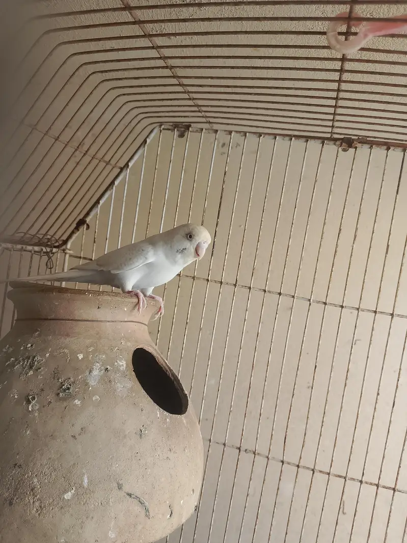 Budgie Male And Diamond Dove Male — photo 5