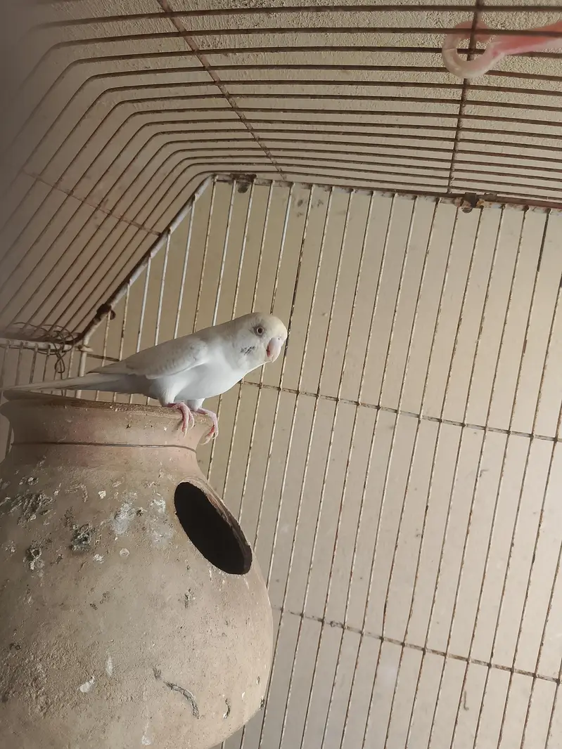 Budgie Male And Diamond Dove Male — photo 6