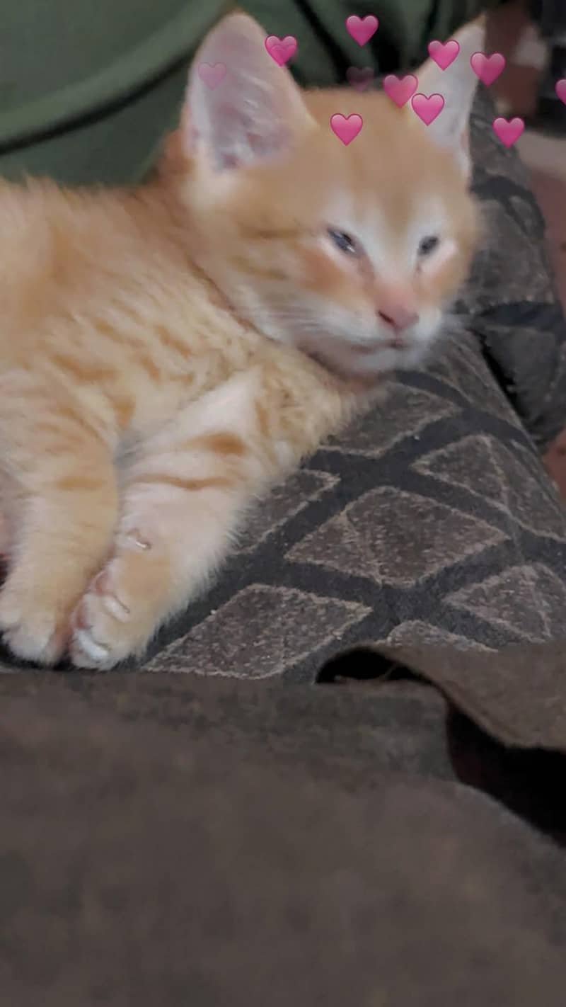persian 2