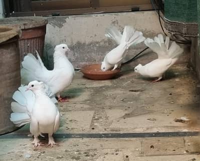 Breeder white pigeons for sale with 3 kids
