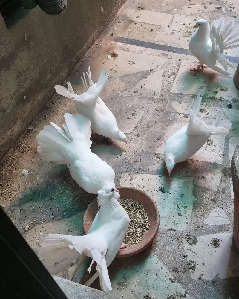 Breeder white pigeons for sale with 3 kids — photo 2