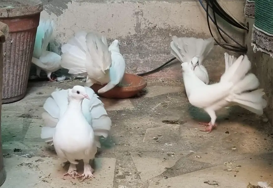 Breeder white pigeons for sale with 3 kids — photo 3