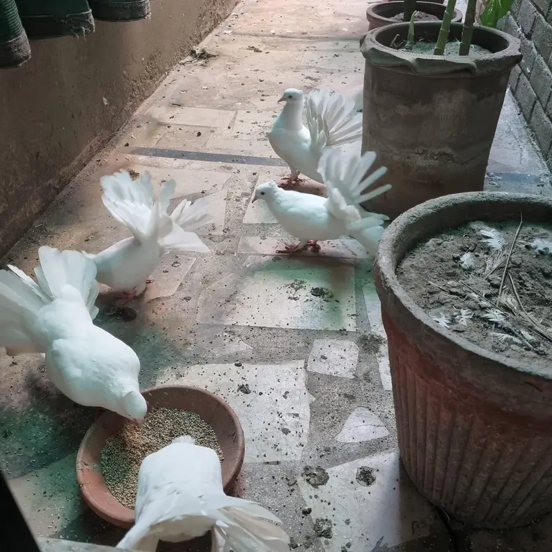 Breeder white pigeons for sale with 3 kids — photo 4
