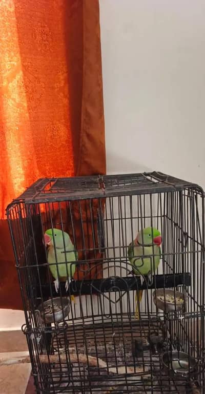 raw male handtame beautiful bird talking