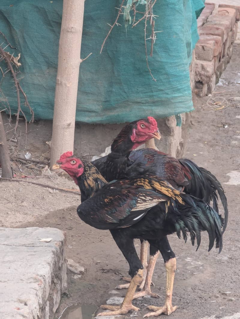 shamoo cros pathay 5