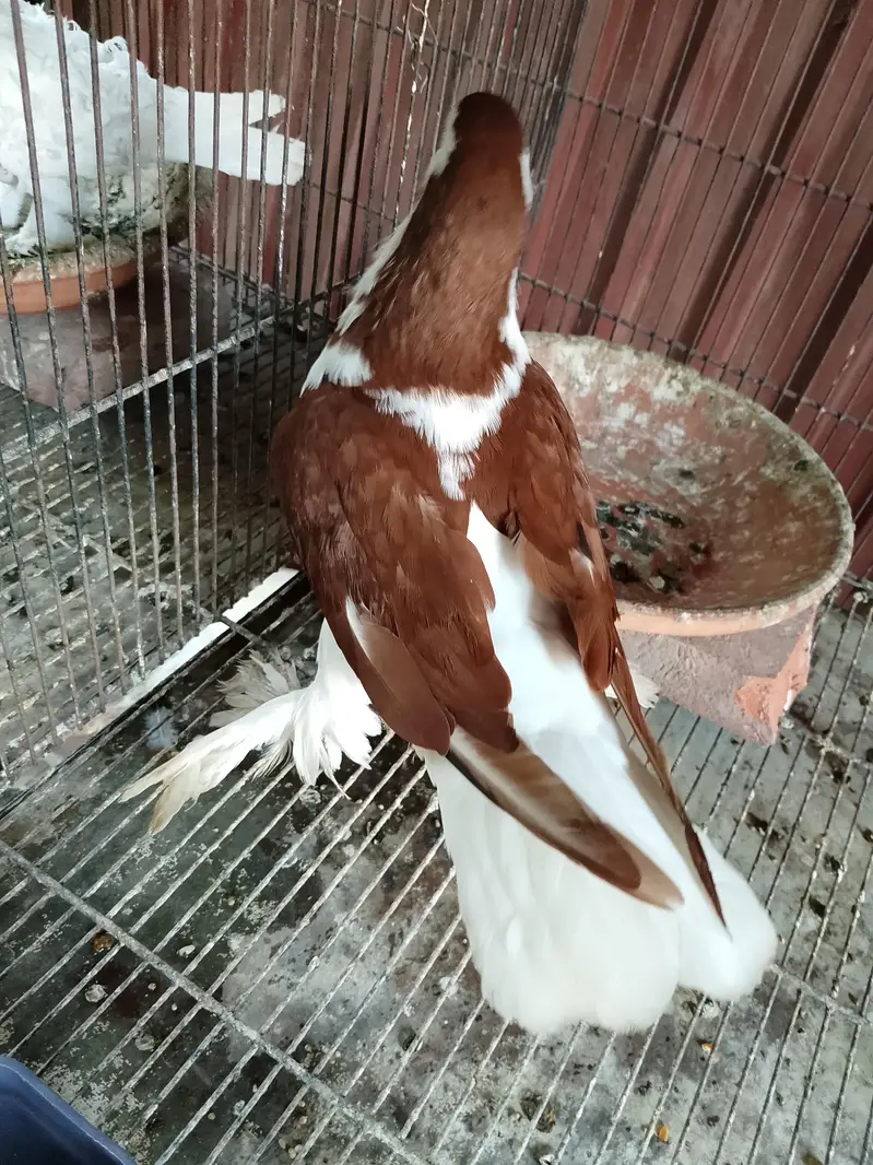 lahori sehrazi male — photo 2