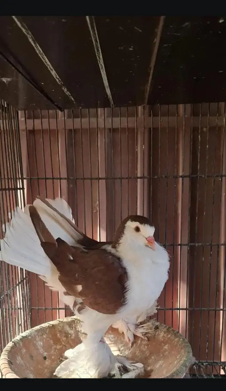 lahori sehrazi male — photo 3